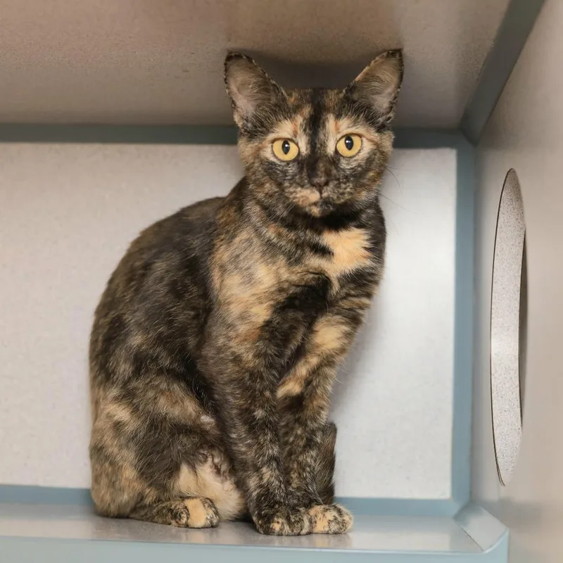 An adult medium-sized female Tortoiseshell Domestic Short Hair cat named Mama Keebler for adoption in Evansville, IN
