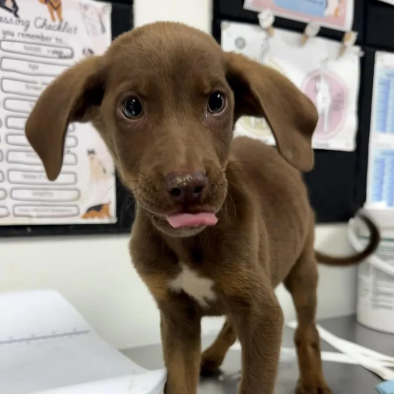 A baby small-sized male Shepherd dog named Luke for adoption in Parrish, AL