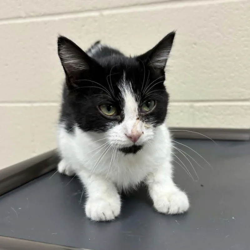 A young medium-sized male Black Domestic Short Hair cat named Ler for adoption in Valparaiso, IN