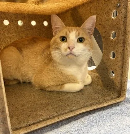 An adult medium-sized male Domestic Short Hair cat named Monty for adoption in Gastonia, NC