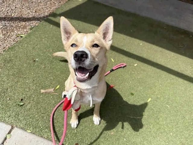 A young large-sized female Siberian Husky dog named Daisy for adoption in Phoenix, AZ