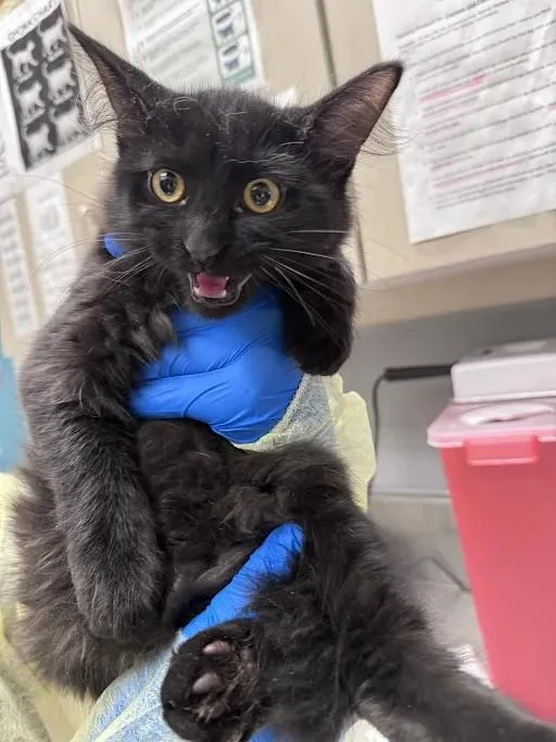 A baby small-sized male Domestic Short Hair cat named Jason for adoption in Las Vegas, NV