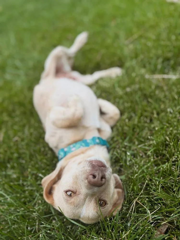An adult small-sized female Dachshund dog named Cc for adoption in Parker, CO