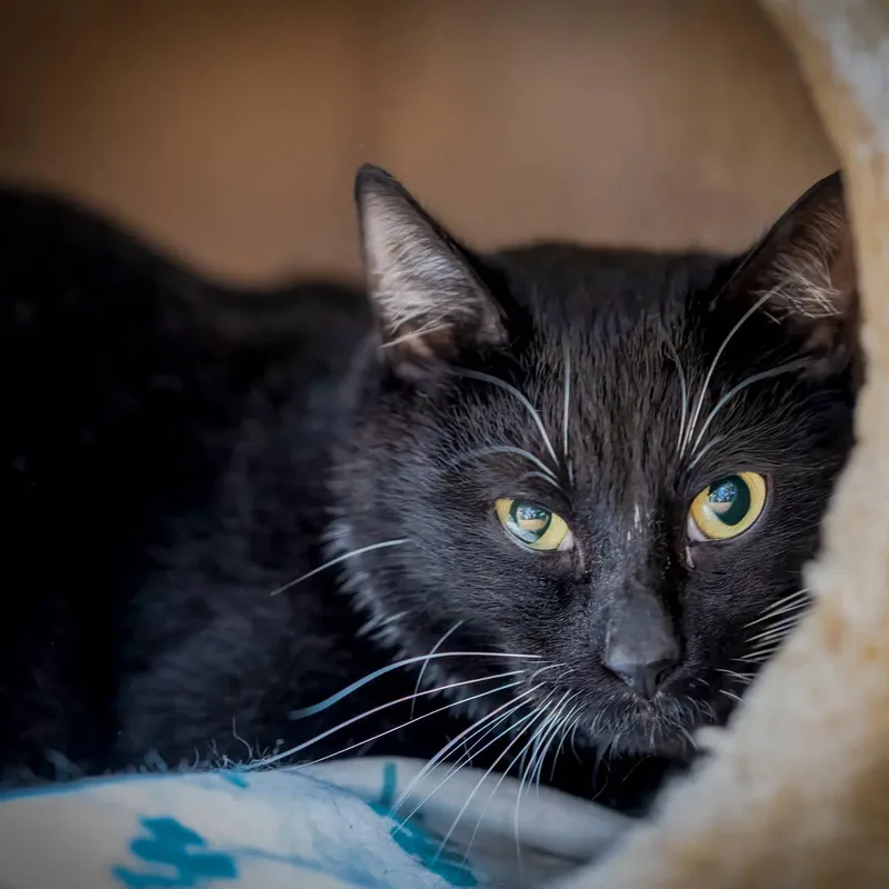 A young large-sized male Black Tuxedo cat named Tucci for adoption in HANSON, MA