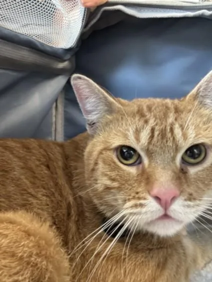 A young small-sized male Domestic Short Hair cat named Desi for adoption in Los Angeles, CA