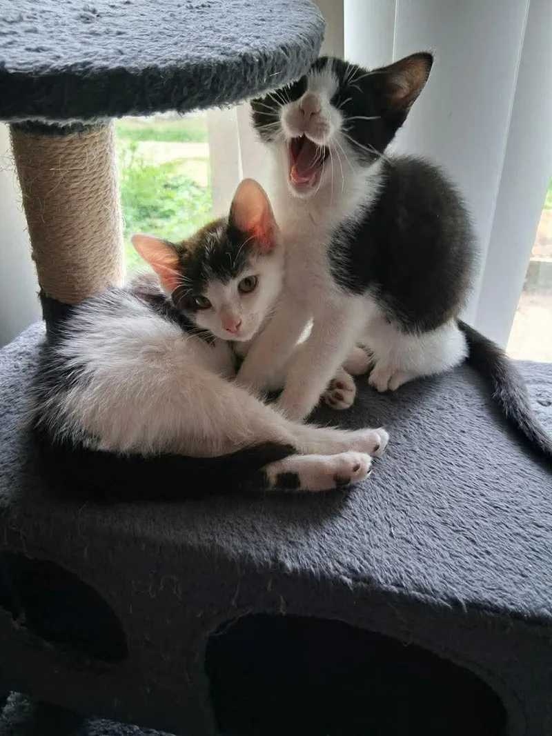 A baby medium-sized female White Domestic Short Hair cat named Dottie & Lottie for adoption in Seattle, WA