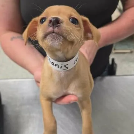 A baby small-sized male Yellow / Tan / Blond / Fawn Chihuahua dog named Artanis for adoption in Fredericksburg, VA