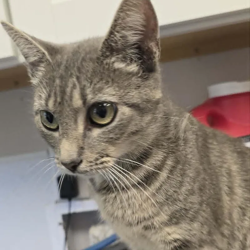 A young medium-sized female Tabby (Gray / Blue / Silver) Domestic Short Hair cat named Kitri for adoption in Orange, VA