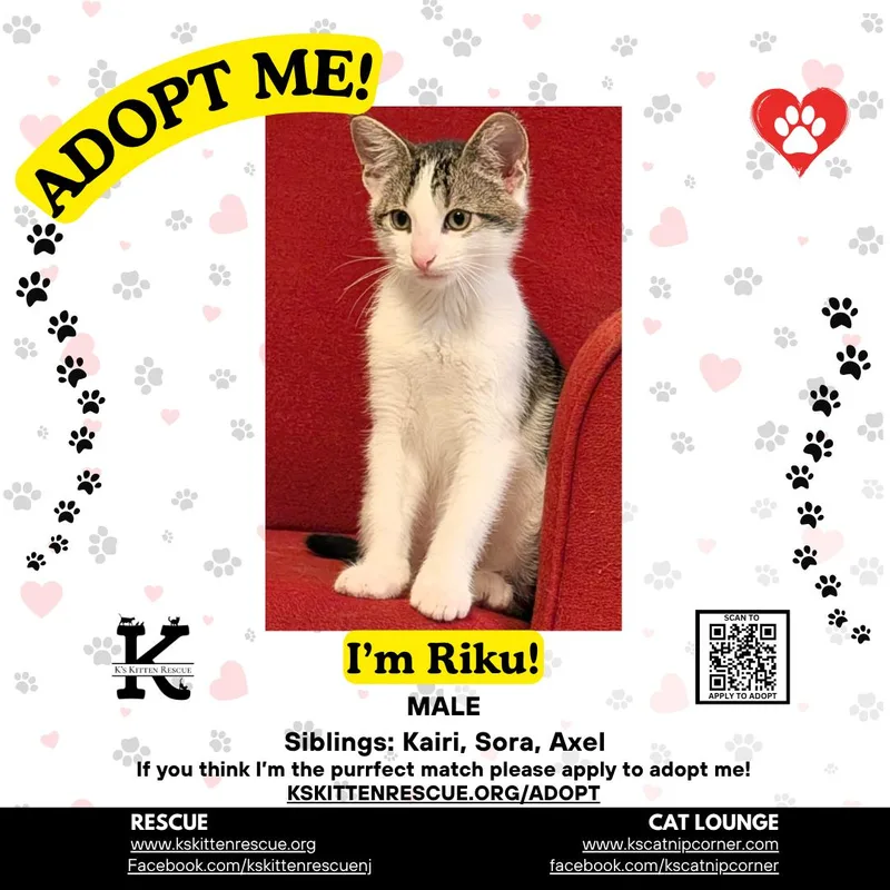 A baby medium-sized male Domestic Short Hair cat named Riku for adoption in Brick, NJ