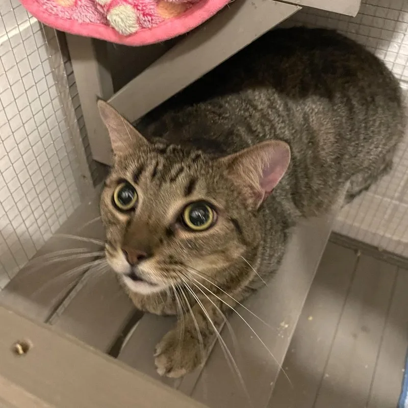 A senior large-sized male Brown / Chocolate Domestic Short Hair cat named Charles for adoption in Brownsboro, AL