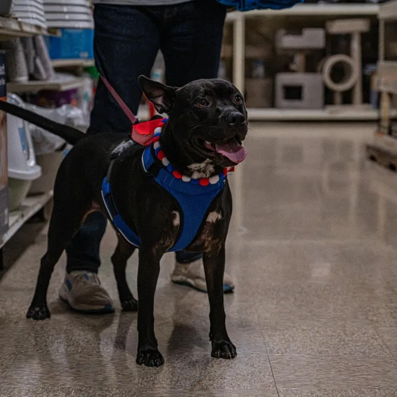 An adult medium-sized male Black Pit Bull Terrier dog named Wasabi for adoption in Bartlett, TN