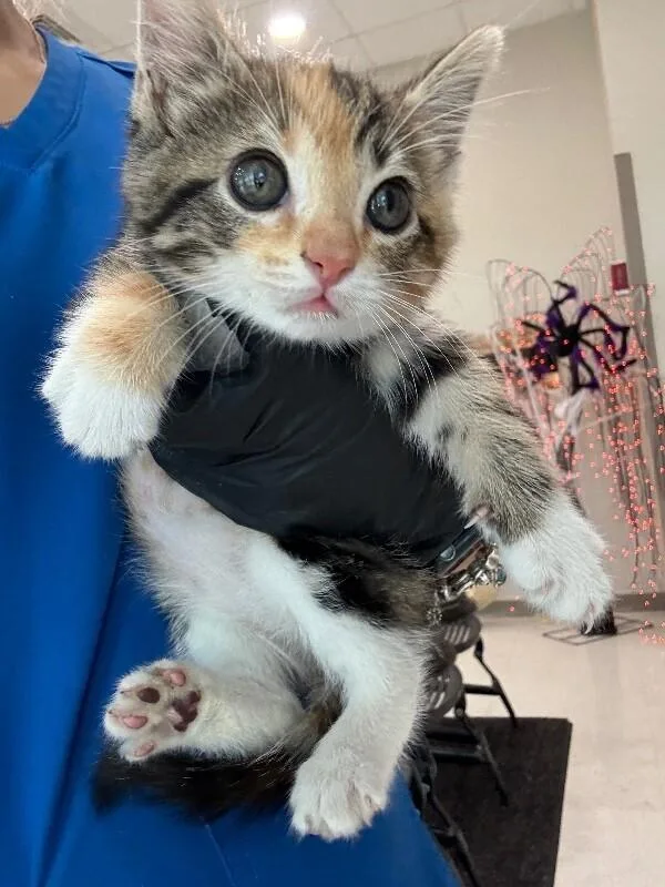 A young medium-sized female Calico Domestic Short Hair cat named Kiara for adoption in Hobbs, NM