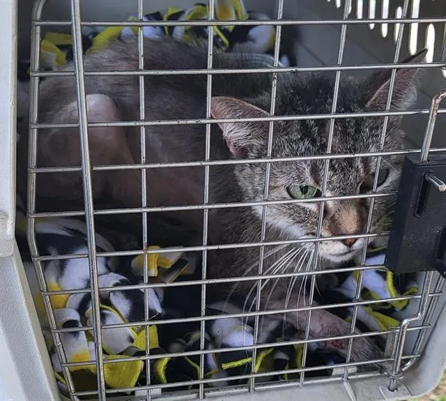 An adult medium-sized female Domestic Short Hair cat named Sandy for adoption in San Antonio, TX