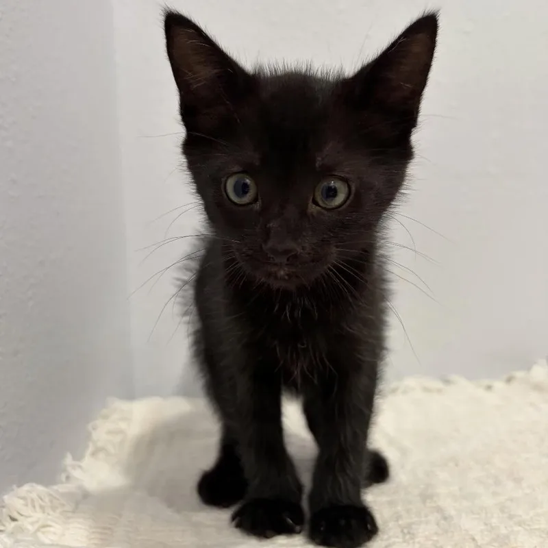 A baby small-sized female Black Domestic Short Hair cat named Jackeline for adoption in Harlingen, TX