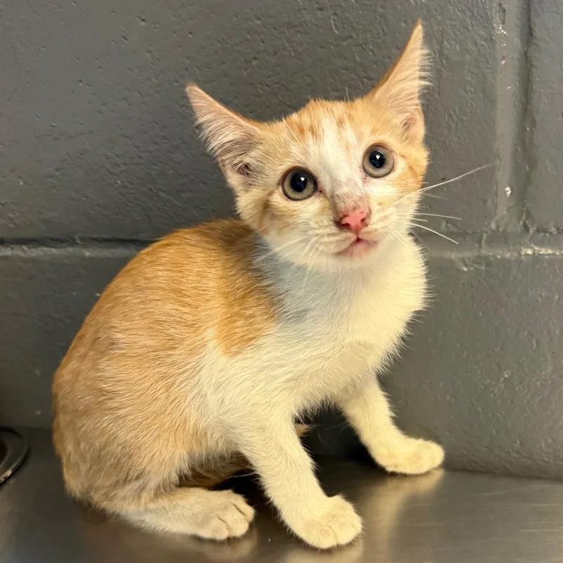 A baby small-sized female Orange / Red Domestic Short Hair cat named Angelica for adoption in Tuscaloosa, AL
