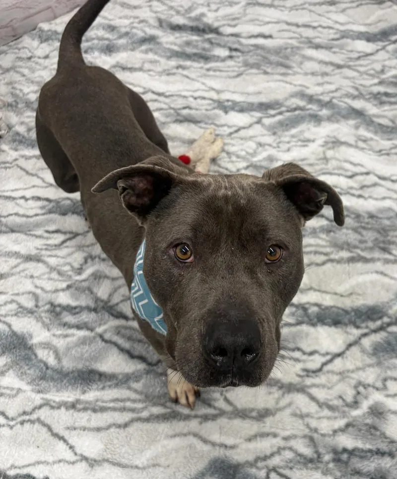 An adult medium-sized male Mixed Breed dog named Salman for adoption in Detroit, MI
