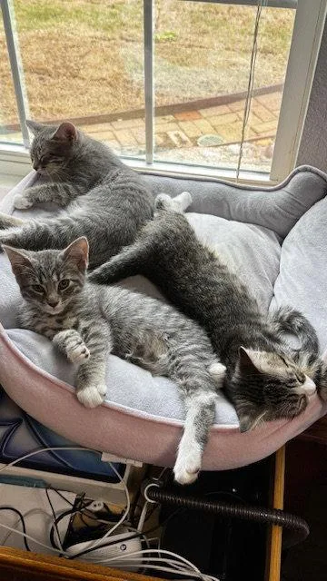 A baby medium-sized male Domestic Short Hair cat named Sparkles for adoption in Frisco, TX