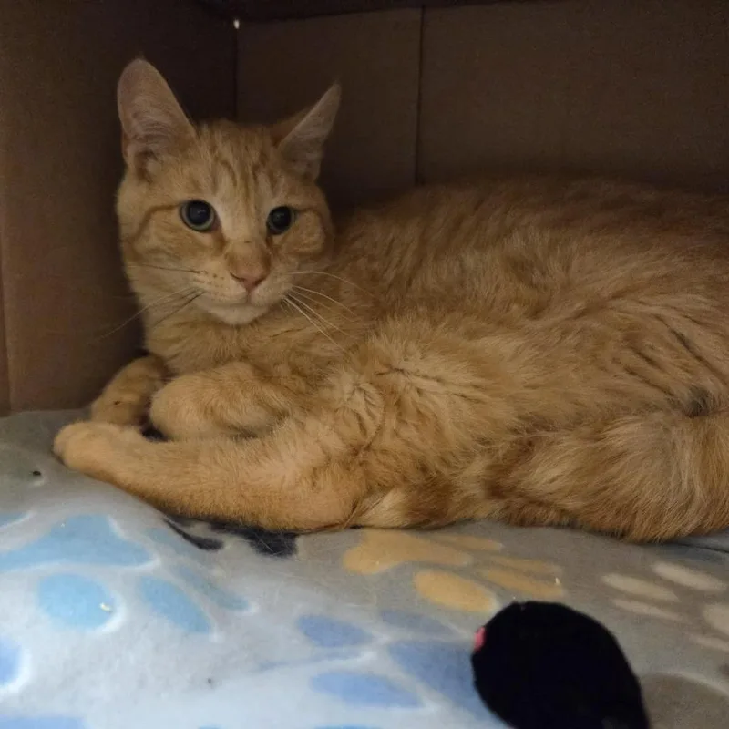 A young medium-sized male Orange / Red Domestic Short Hair cat named Jenga for adoption in Ballston Spa, NY