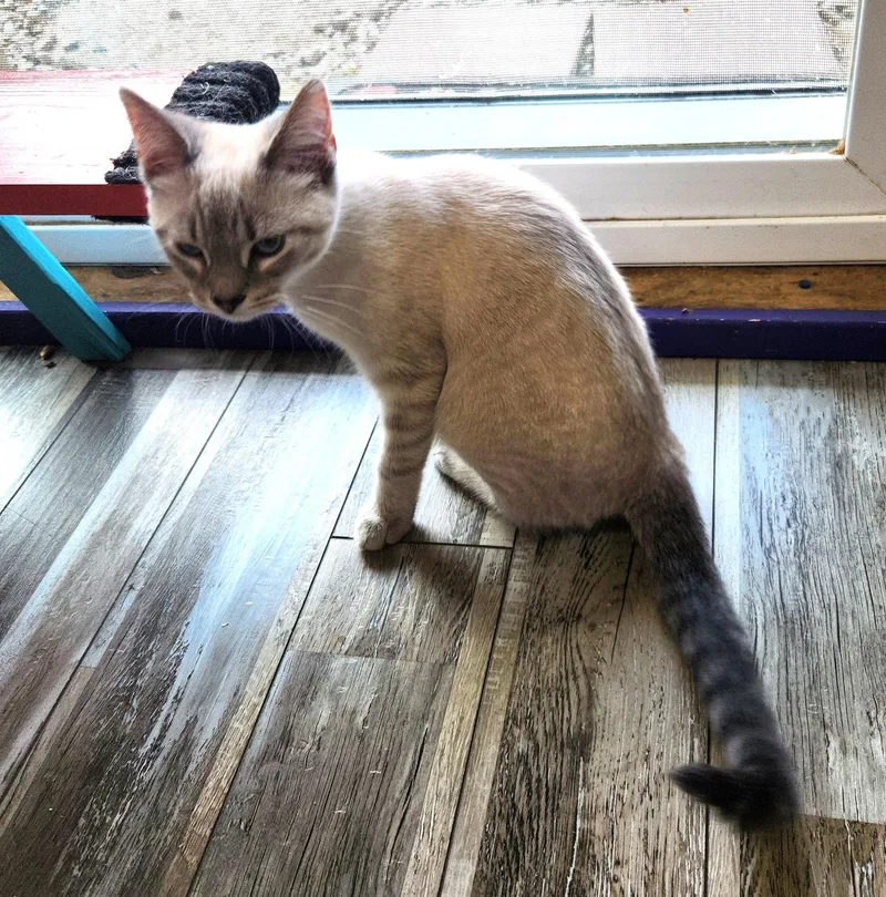 Snowflake thumbnail 2