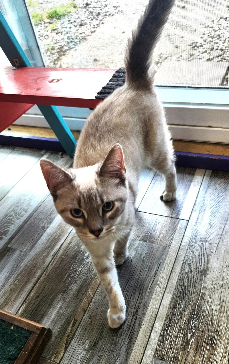 Snowflake thumbnail 3