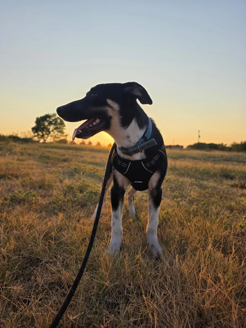 A young medium-sized male Cattle Dog dog named Jax for adoption in Anna, TX