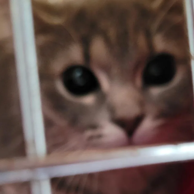 Silverado thumbnail 2