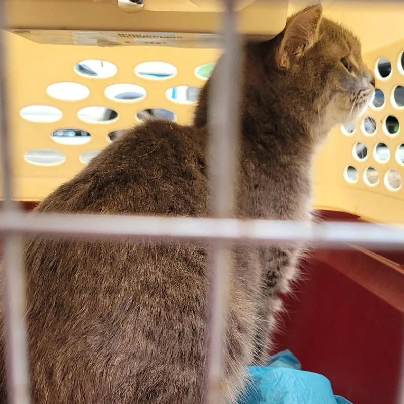 Silverado thumbnail 3