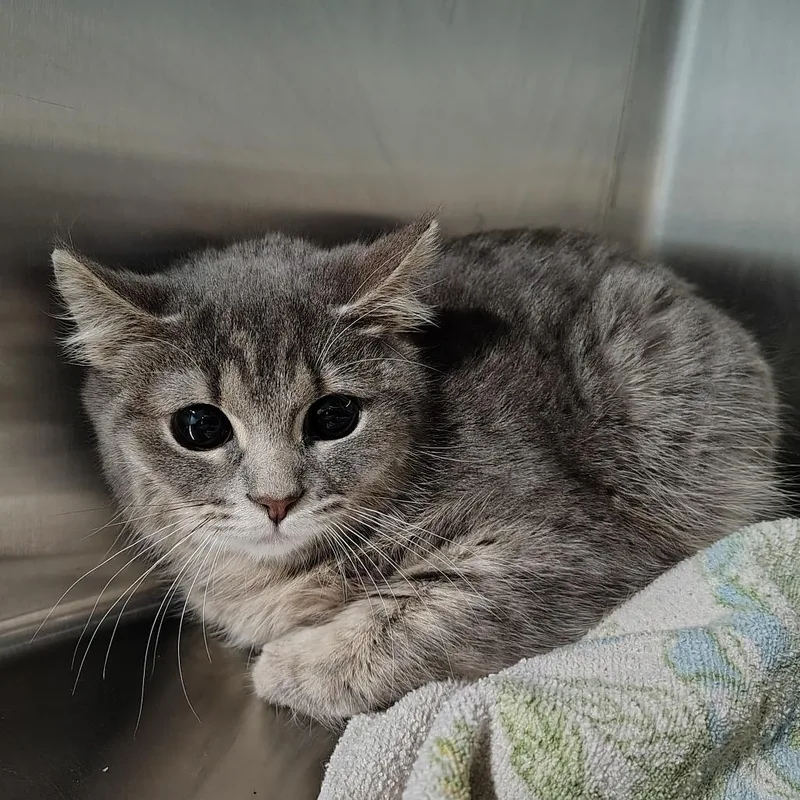 Silverado thumbnail 4