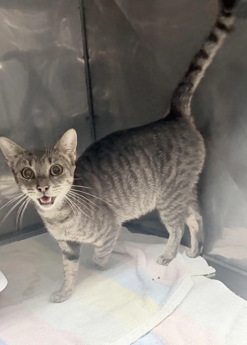 An adult medium-sized female Domestic Short Hair cat named Winston for adoption in Elizabethtown, NC