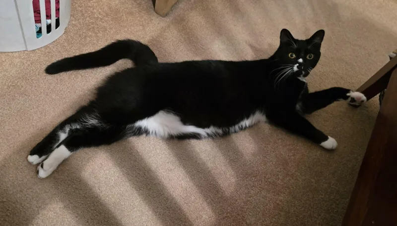 A young large-sized male Black & White / Tuxedo Tuxedo cat named Spectacular Zander for adoption in Harrisburg, PA