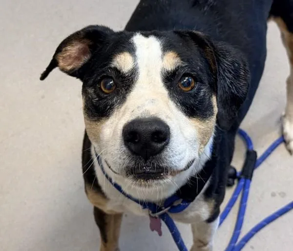A senior large-sized female Coonhound dog named Pearl for adoption in El Cajon, CA