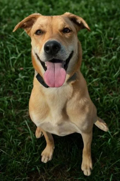 An adult large-sized female Shepherd dog named Tecna for adoption in Visalia, CA