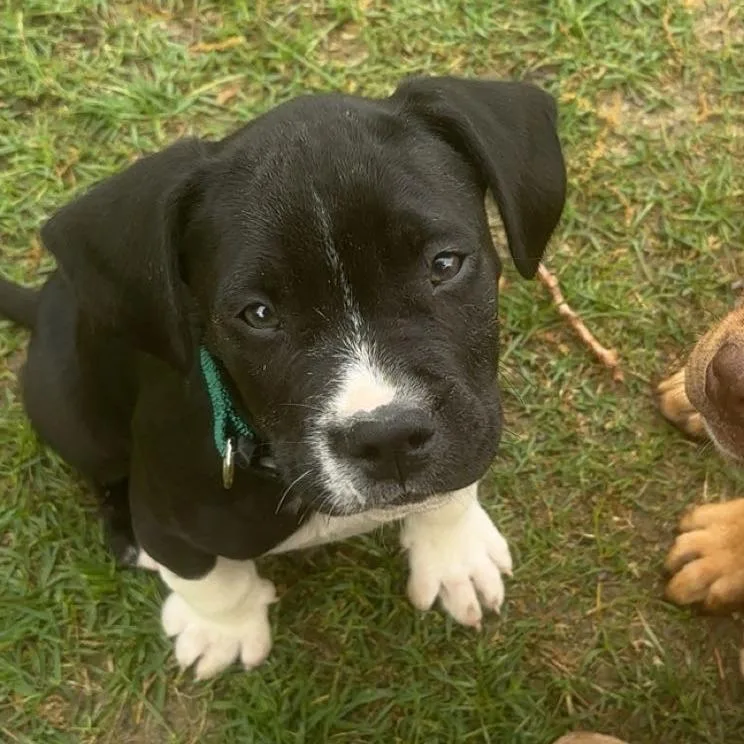 A baby small-sized male Black Terrier dog named Iggy for adoption in Montgomery, AL
