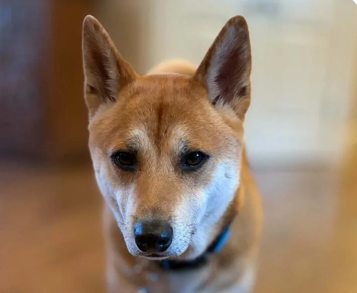 An adult small-sized male Shiba Inu dog named Jax for adoption in San Ramon, CA