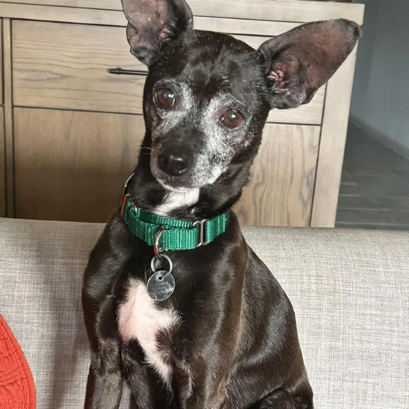 A senior small-sized male Chihuahua dog named Lil Bit for adoption in Flower Mound, TX