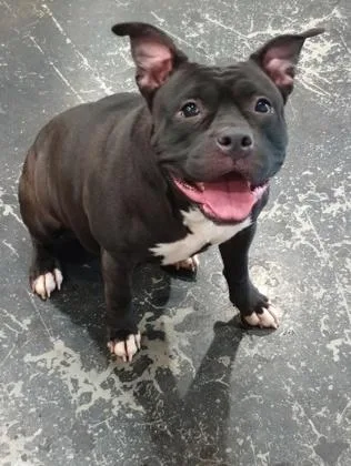 An adult large-sized female Pit Bull Terrier dog named Glitter for adoption in Cincinnati, OH