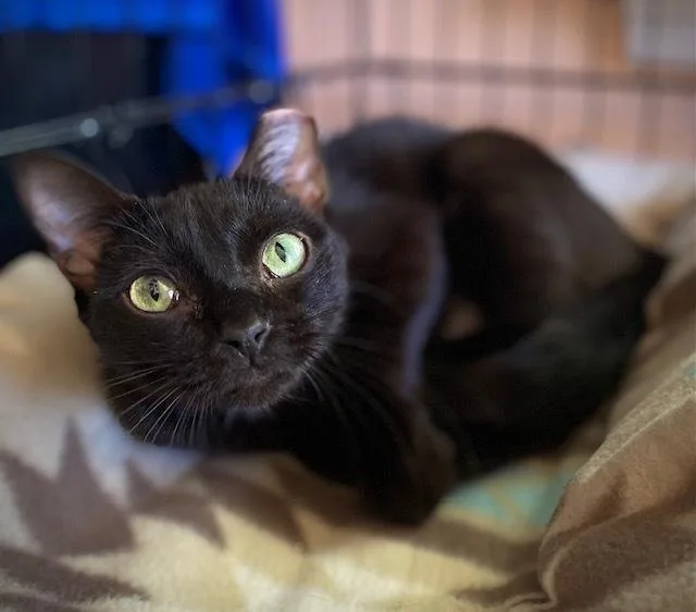 Madison Wcamilla thumbnail 3