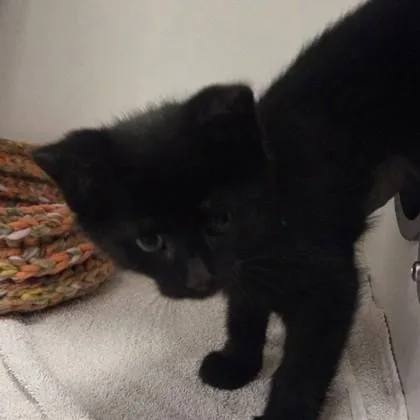 A baby small-sized male Domestic Short Hair cat named Ricki for adoption in Voorhees, NJ