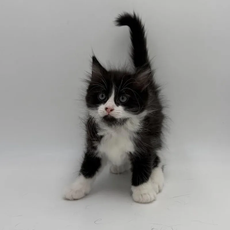 A baby medium-sized male Domestic Medium Hair cat named Jitterbug for adoption in State College, PA