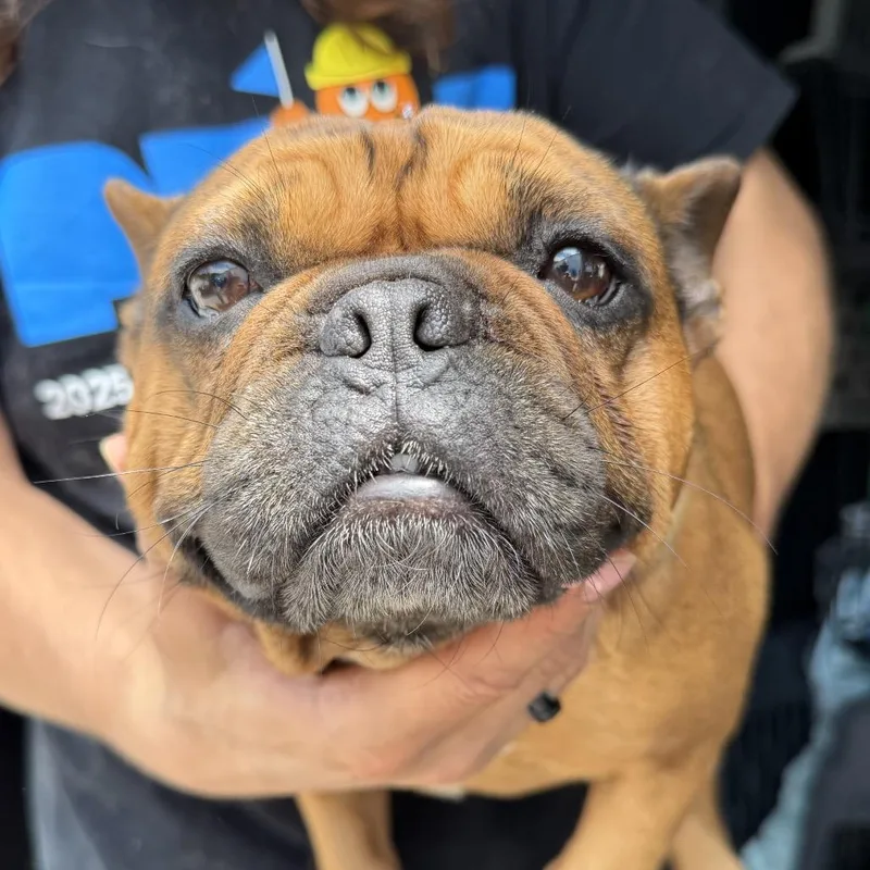 An adult small-sized female Red / Chestnut / Orange French Bulldog dog named Ember for adoption in Peyton, CO