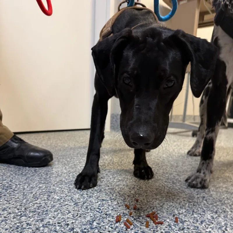A young medium-sized male Black Labrador Retriever dog named Granite for adoption in Great Falls, MT