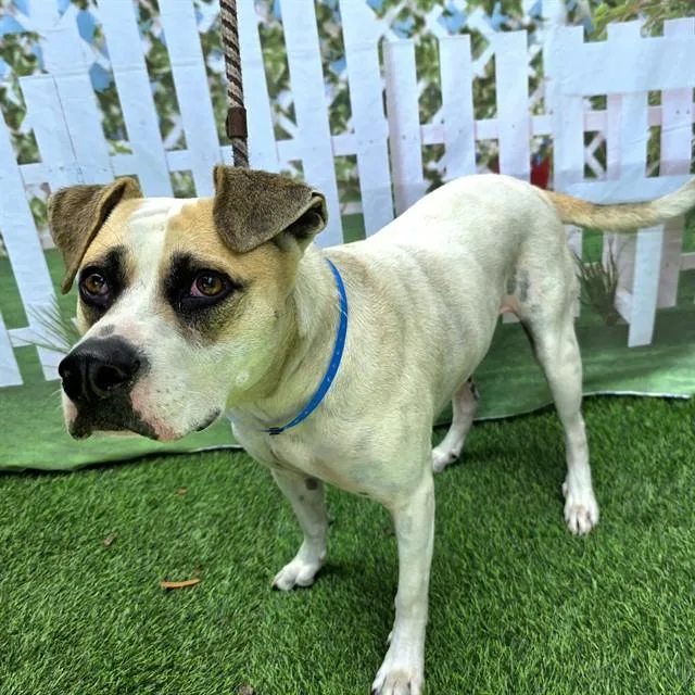 An adult medium-sized male German Shepherd Dog dog named Toby for adoption in Long Beach, CA