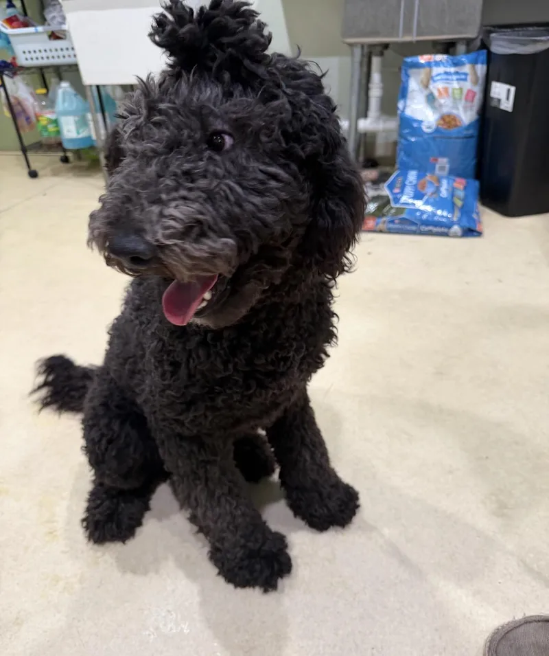 A baby medium-sized male Standard Poodle dog named King for adoption in Sebring, FL