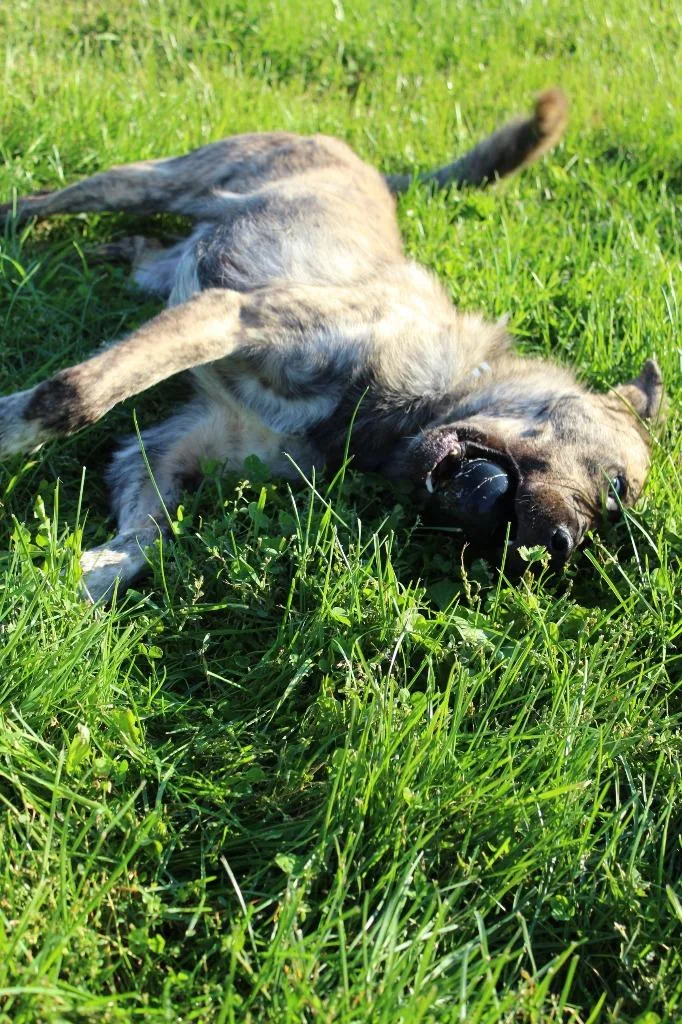 An adult large-sized male Mixed Breed dog named Max for adoption in Neillsville, WI