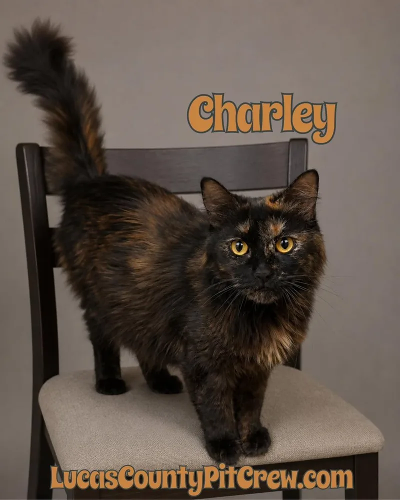 A young medium-sized female Tortoiseshell cat named Charley for adoption in Toledo, OH