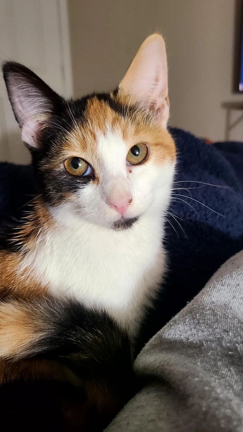 A baby medium-sized female Domestic Short Hair cat named Sakura for adoption in Riverside, CA