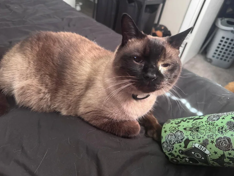 An adult medium-sized male Domestic Short Hair cat named Oliver the Seal Point for adoption in Oviedo, FL