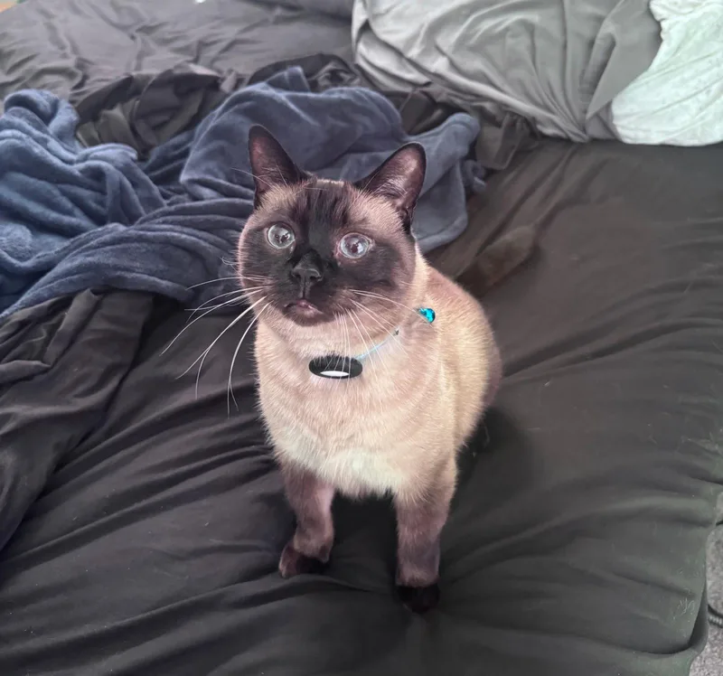Oliver the Seal Point thumbnail 2
