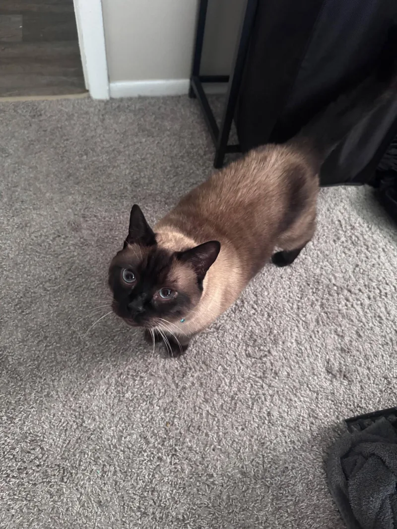 Oliver the Seal Point thumbnail 3