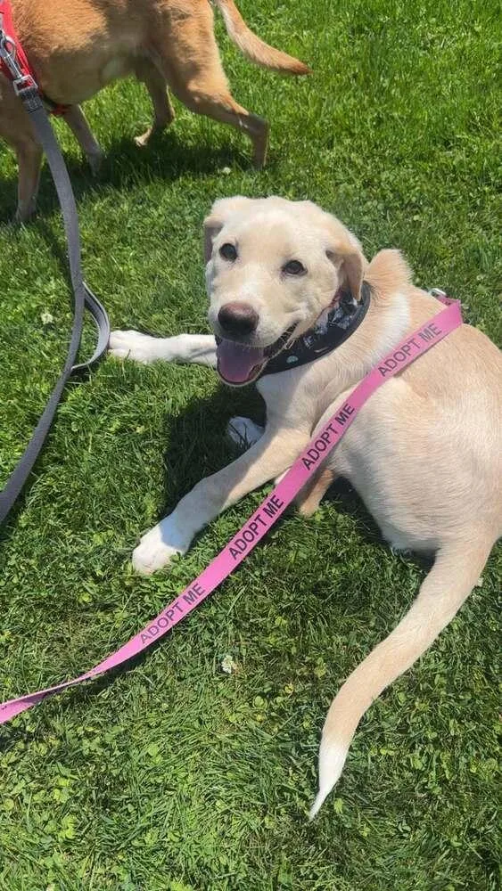 Cooper